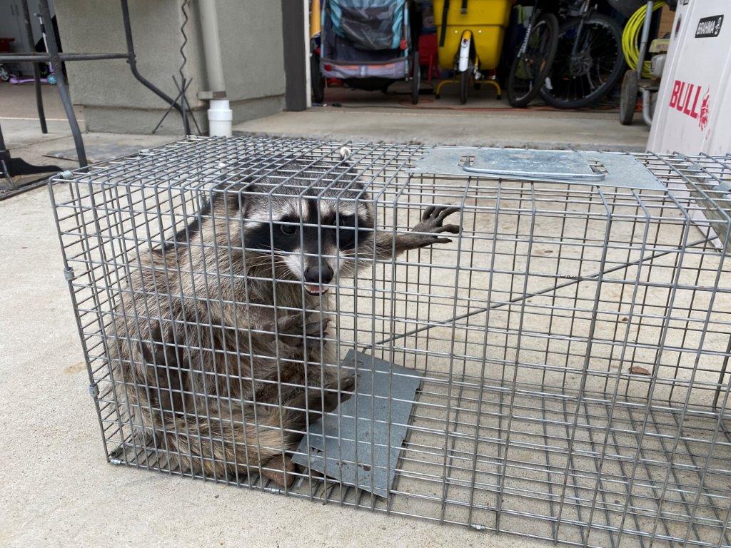 Fort Myers raccoon trapping